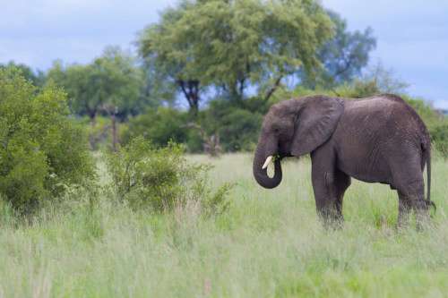 Elephant, Botswana, Green Season