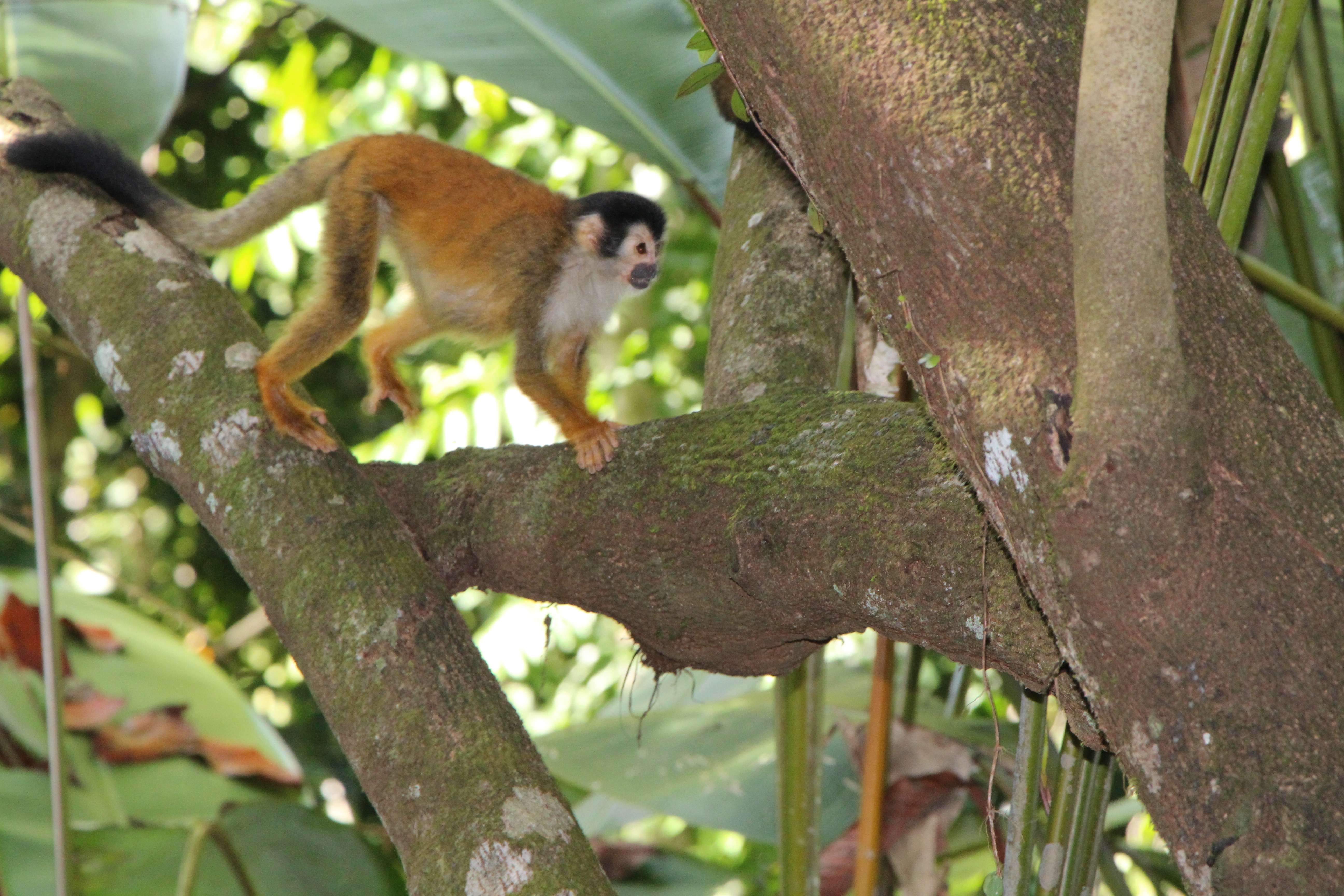 A pregnant black-crowned Central American squirrel monkey spotted by a group of travelers. © WWF-US/Jennafer Bonello
