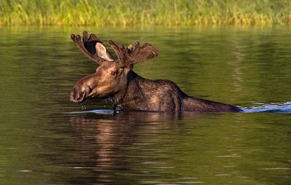 Early morning in Glacier National Park is one of the best times to spot moose, the largest antlered animal in the world. ©John T. Andrews