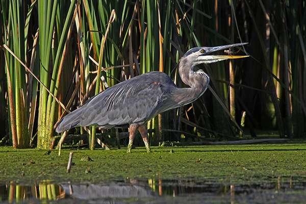 Because of their colors and majestic size, great blue herons are one of my favorite birds to spot while canoeing in Wisconsin. ©John T. Andrews