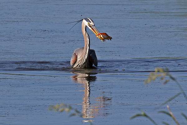 Great blue heron and fish