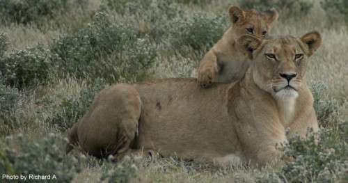 Lions, lion cub, Kalahri Desert, Botswana