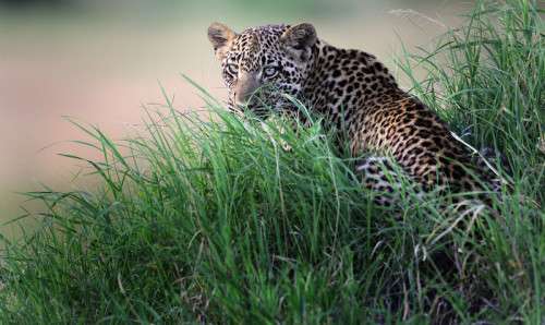 Leopard, Botswana, grass