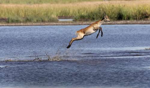 Antelope, Botswana