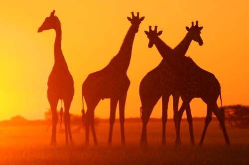Giraffes, Botswana