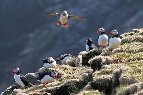 Birders claim Scotland is a paradise for their hobby. Puffins, such as these, can be found on islands and sea cliffs, such as East Lothian, the Inner and Outer Hebrides, Fife, Shetland and Orkney. ©Candice Gaukel Andrews 