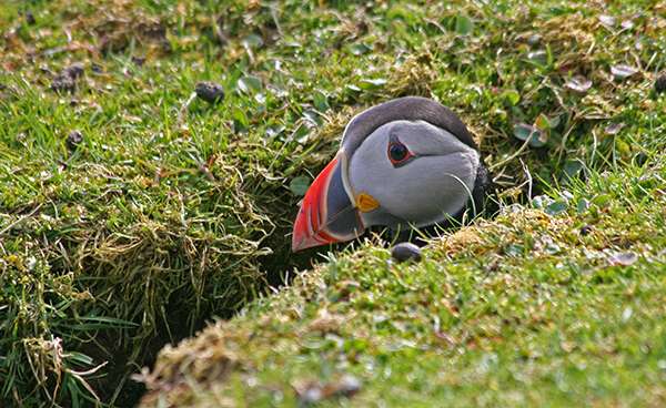 Puffins breed in colonies and nest in burrows, under boulders or in cracks in cliffs, safe from predators. ©Candice Gaukel Andrews