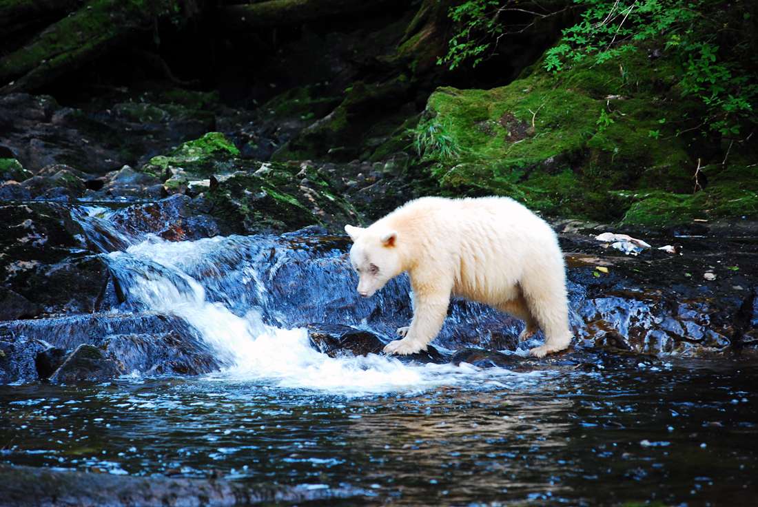 Finding Magic in the Great Bear Rainforest - A Photo Journal