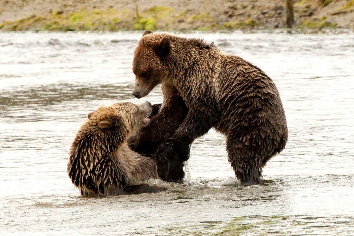 "Grizzly Play" by Joe Tschanz