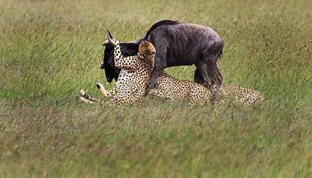 Wildebeests serve as prey for large carnivores, such as lions and leopards. ©Eric Rock