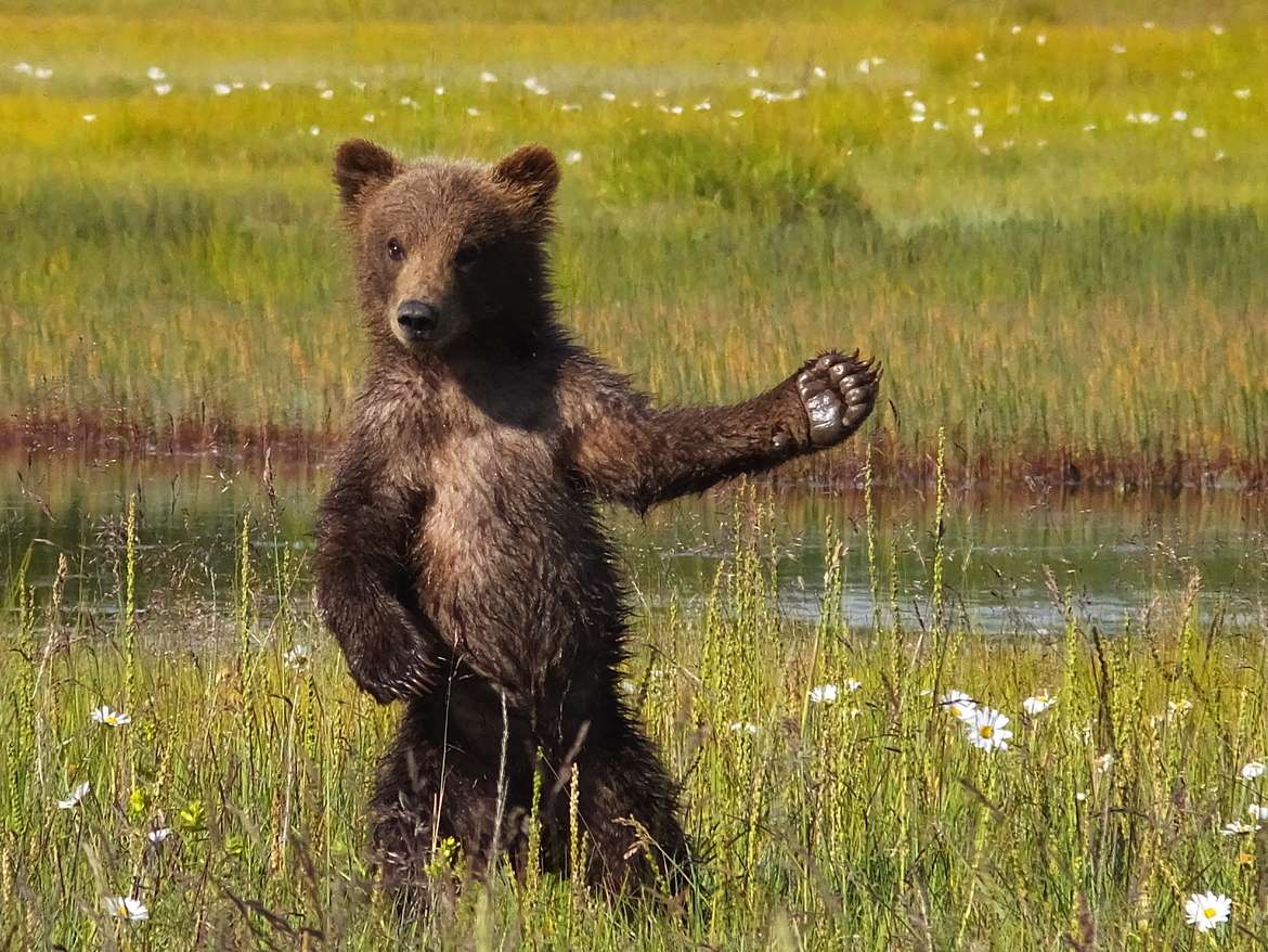 "Welcome Bear" by Chris Sherman