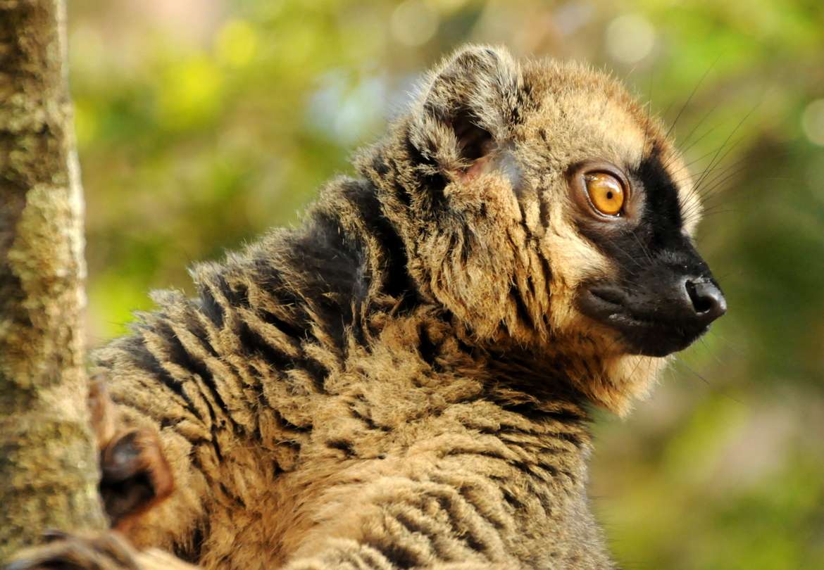 "Bright-Eyed Lemur" by Caroline Gilmore