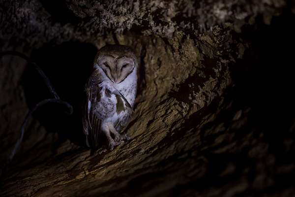 In some places in the Galapagos National Park in Ecuador, flash photography is not allowed for shooting any wild animals. This photo of a barn owl in a cave is lit solely by a headlamp. ©Jeff A. Goldberg