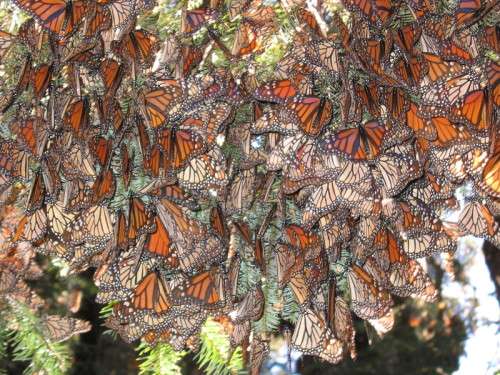 Photo taken by Astrid Frisch on Natural Habitat Adventures "Kingdom of the Monarchs" trip