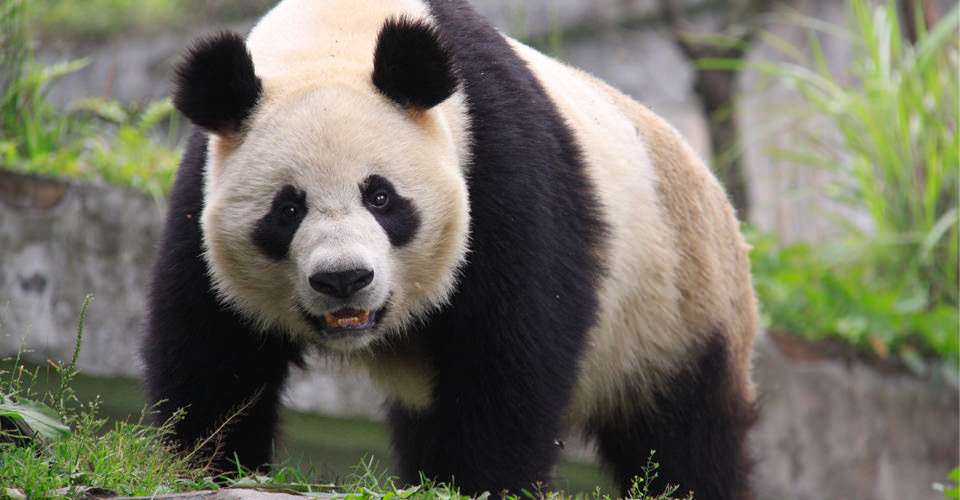 Asia-Wild-China-6-panda