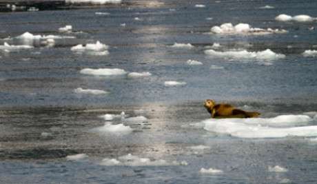Can we mange to avoid harm to seals while controlling CO2 emissions? ©Justin R. Gibson