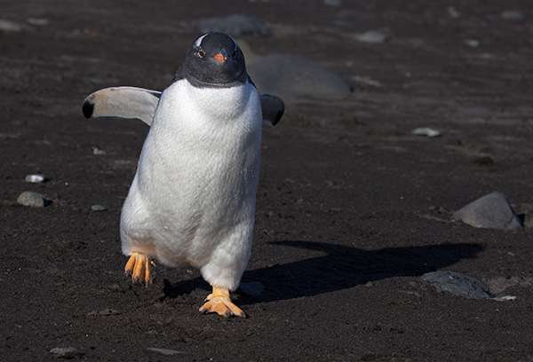 I probably first heard about Antarctica in a children’s book on penguins. ©Candice Gaukel Andrews