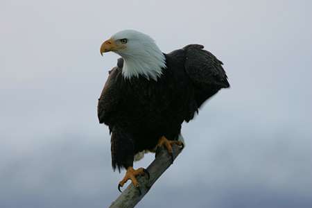 Between 1997 and 2012, wind farms killed at least 85 golden and bald eagles. ©Eric Rock