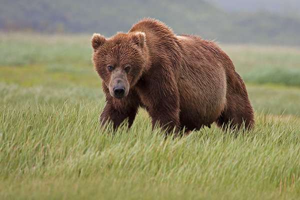 In Kodiak, Alaska, there’s a meadow with lots of bears. ©Candice Gaukel Andrews