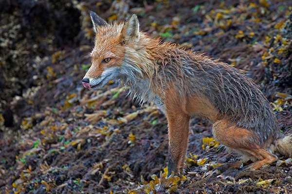 Red foxes are native to Kodiak Island. The Kodiak red fox is a separate, distinct subspecies (Vulpes vulpes harrimani). ©Candice Gaukel Andrews 