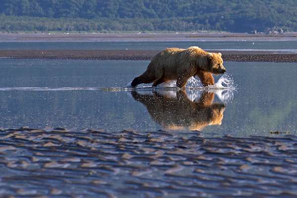 Kodiak brown bears often search for clams on the tidal flats of Katmai National Park, Alaska. ©Candice Gaukel Andrews