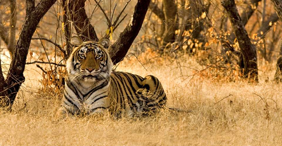 Tiger sitting on the dry grasses of the  dry deciduous forest of Ranthambore tiger reserve at sunrise