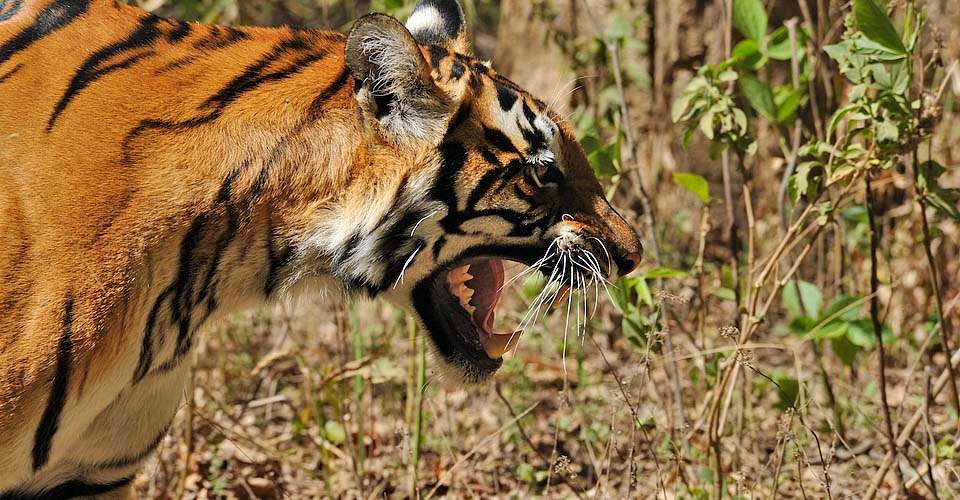 Wild Tiger in India
