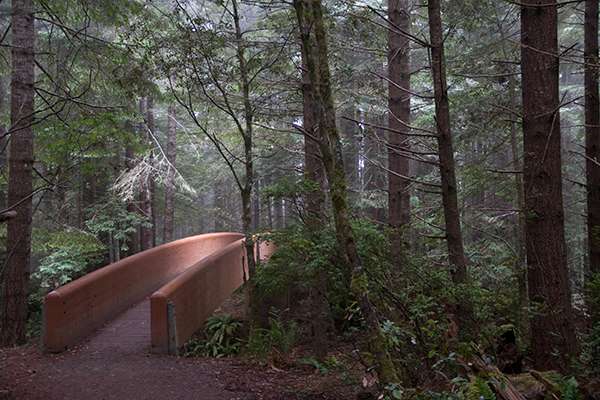 A footbridge invites you to explore the Lady Bird Johnson Grove in Redwood National Park. ©Candice Gaukel Andrews