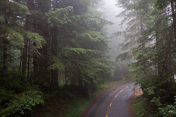 Fog from the Pacific Ocean keeps the trees in Redwood National Park continually damp, even during summer droughts. ©Candice Gaukel Andrews