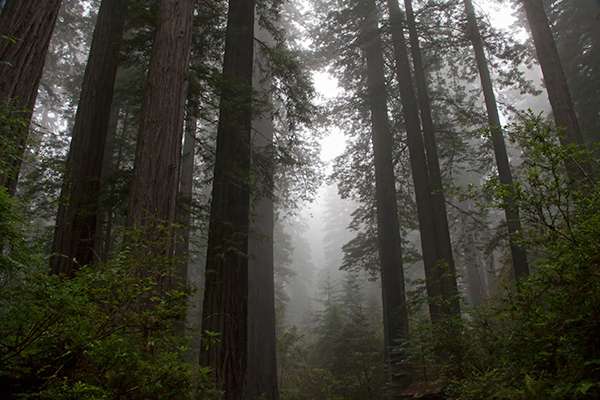 In 1994, Redwood National Park combined with Jedediah Smith, Del Norte Coast and Prairie Creek Redwoods State Parks to create the Redwood National and State Parks. At almost 132,000 acres, the combined parks protect about 42 percent of all the remaining coastal redwoods. ©Candice Gaukel Andrews