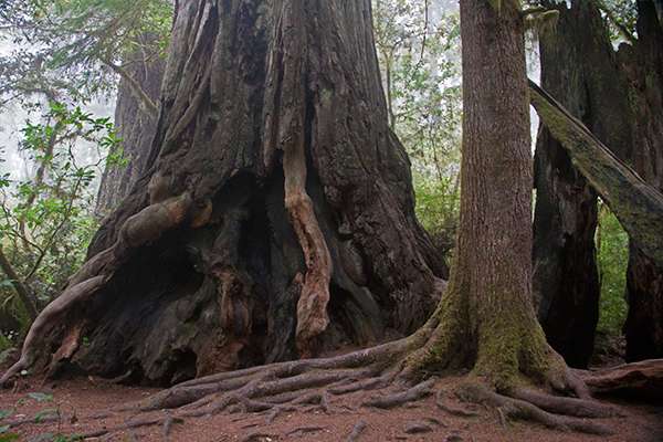 Some coastal redwoods may be as old as 2,000 years and have base diameters as large as 22 feet. ©Candice Gaukel Andrews