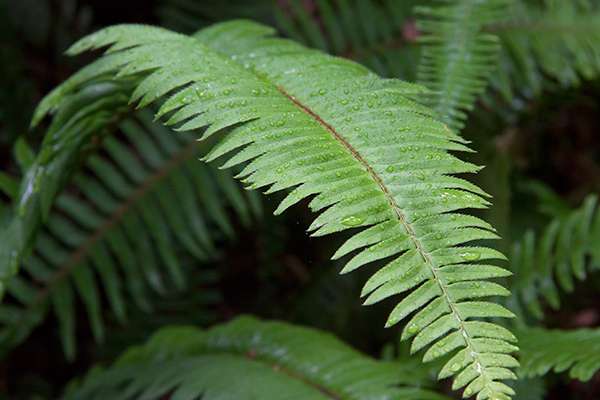 By monitoring the ferns on the forest floor in Redwood National Park, scientists are learning how climate change may be affecting redwood forest habitats. ©Candice Gaukel Andrews