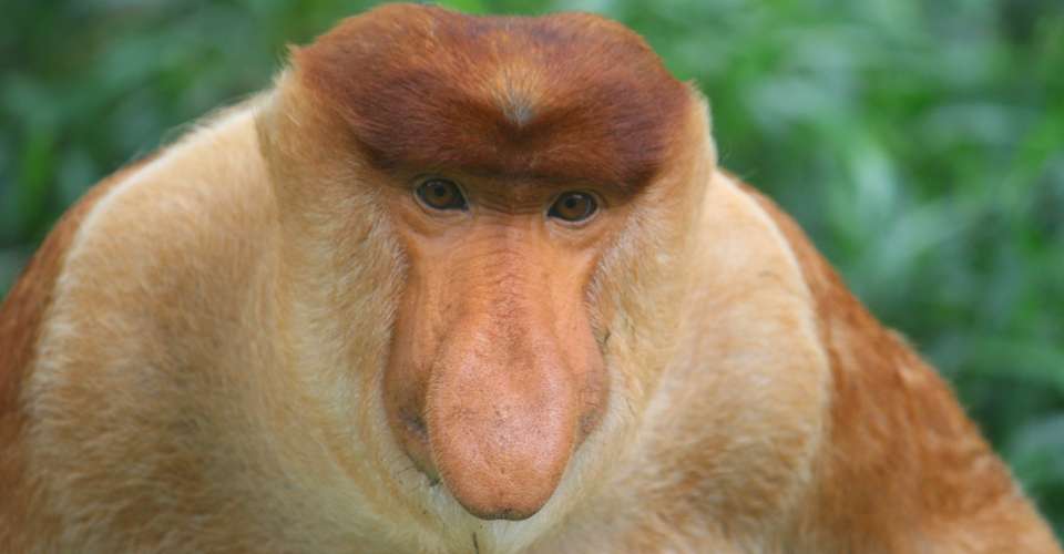 Proboscis Monkey, Image credit: Natural Habitat Adventures