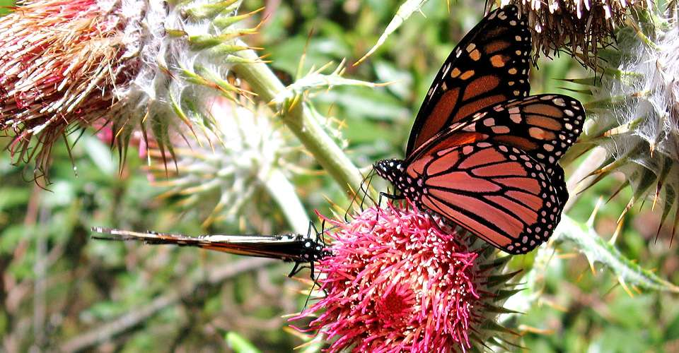 Journey to Mexico's butterfly sanctuaries and stand among hundreds of millions of monarchs as they complete their remarkable migration. (c) Astrid Frisch