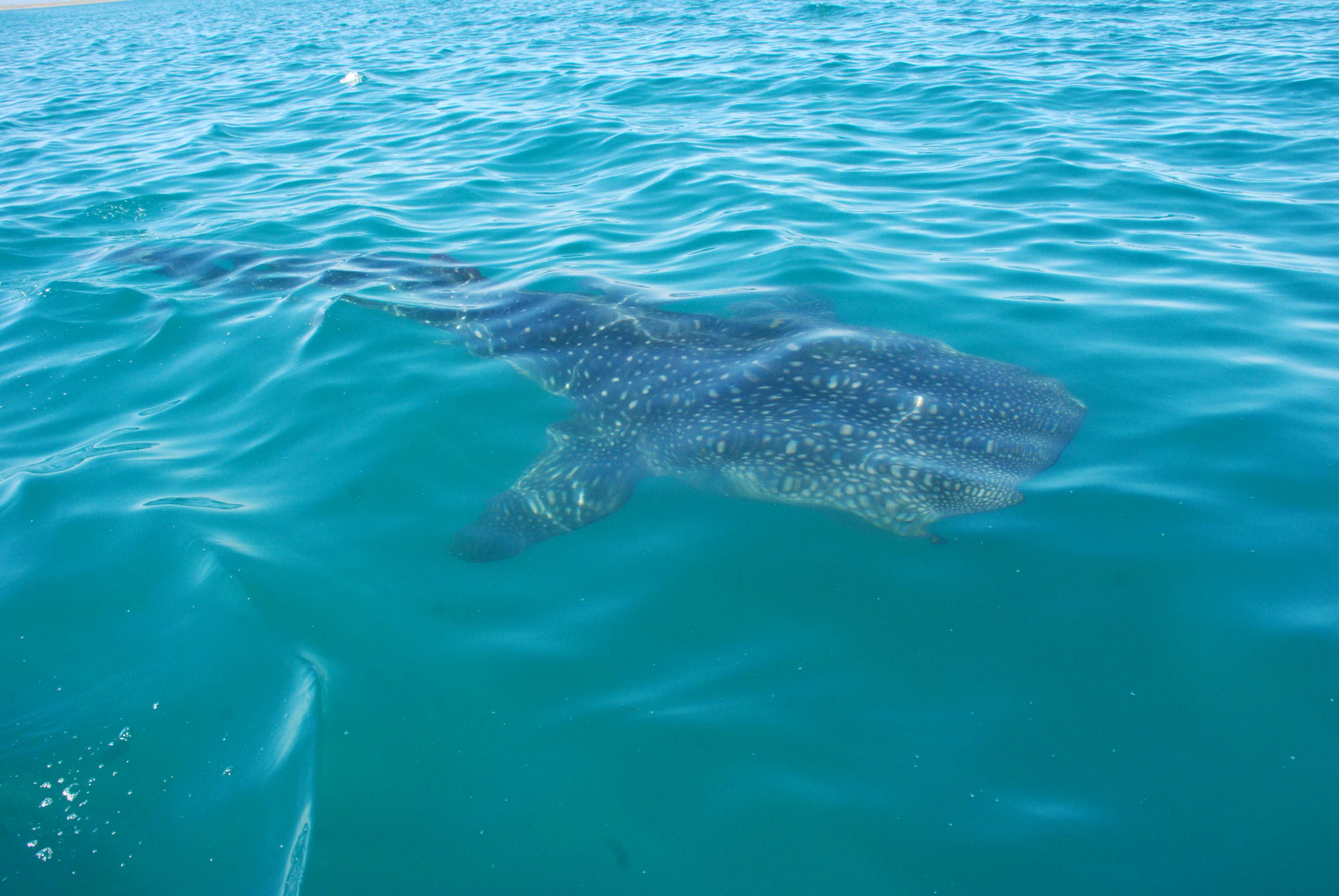 Whale sharks have pale-yellow stripes and dots on its thick, dark gray skin. 