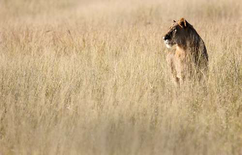 The death of Cecil has caused Zimbabwe to suspend the hunting of wildlife. ©Eric Rock