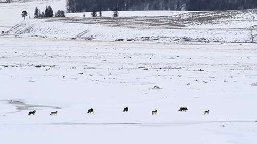 In reality, wolves kill very few livestock animals. ©Eric Rock