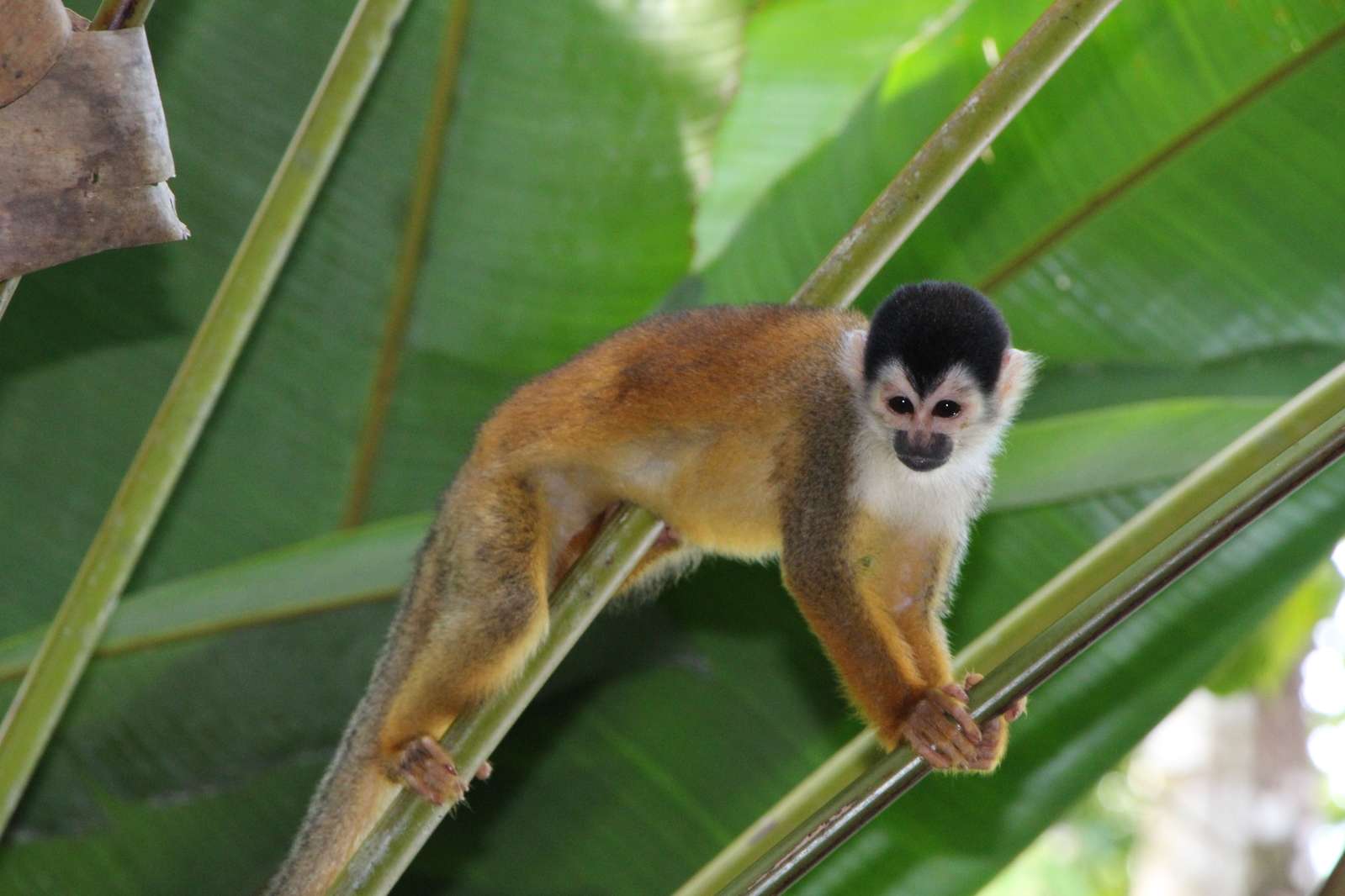 Monkey climbing in Costa Rican rainforest La Selva Biological Station