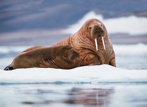 Shell’s oil lease sites are located little more than 50 miles southwest of Hanna Shoal, an important feeding ground for Arctic walruses. ©Stewart Cohen