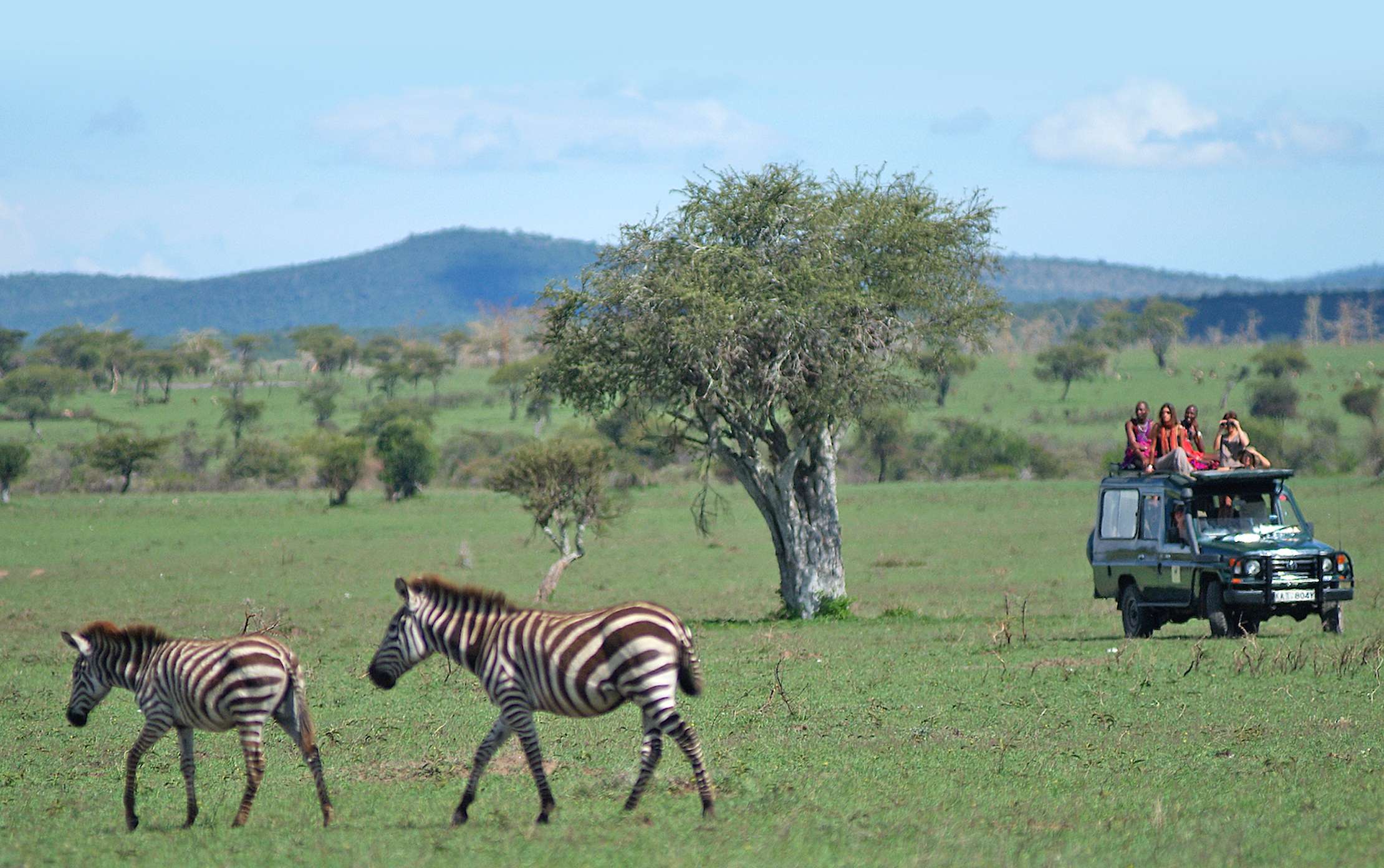 Safari guests view zebras in Kenya's Mara Siana Conservancy