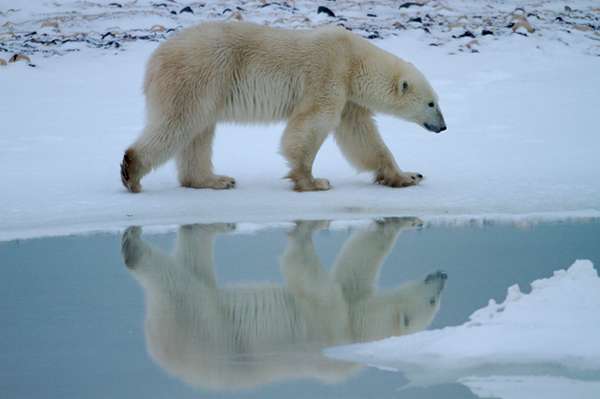 Polar bears are the poster children for the snow and ice world of the North. ©Henry H. Holdsworth