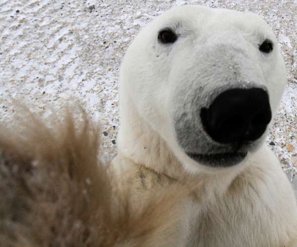 No other tour provider gets you closer to more polar bears than Natural Habitat Adventures. ©Brad Josephs