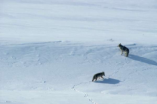Yellowstone National Park—particularly in winter—is the best place on Earth to see wolves in the wild. ©Henry H. Holdsworth