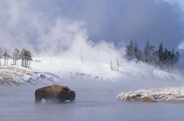 Two bison cross the Firehole River on a frosty winter morning in Yellowstone National Park. ©Henry H. Holdsworth