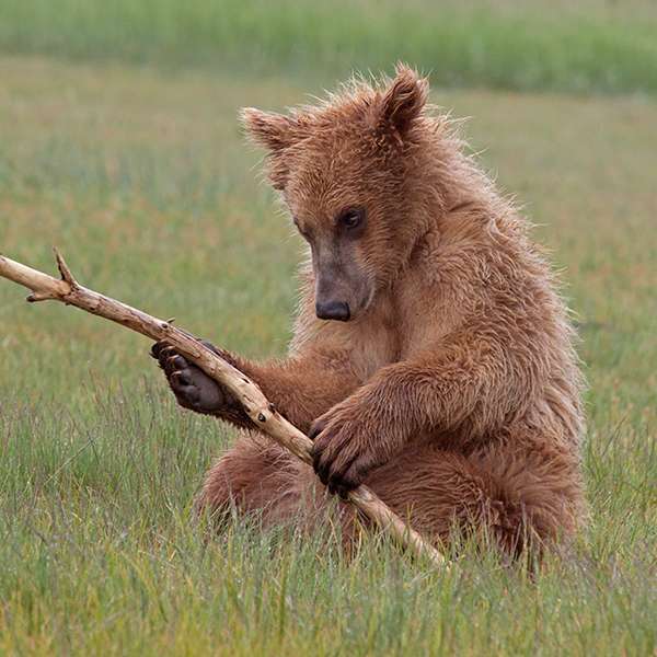 Bears are very dexterous, as this young brown bear demonstrates. To some extent, they can use their paws like hands. ©John T. Andrews