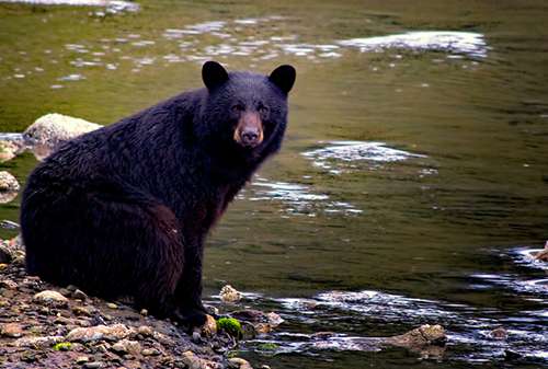 Bears are intelligent, and if one black bear picks up a behavior, another soon could follow. ©Justin R. Gibson