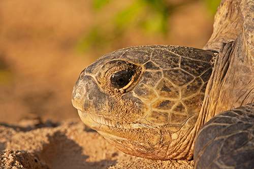 Climate change, which alters sand temperatures, could mean more female sea turtles than male. ©Gavin Lautenbach