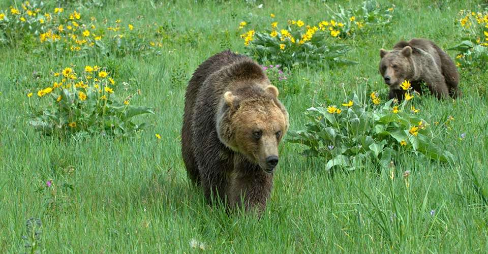 Adult grizzly with out of focus cub running to catch up.Photographed in a Montana meadow