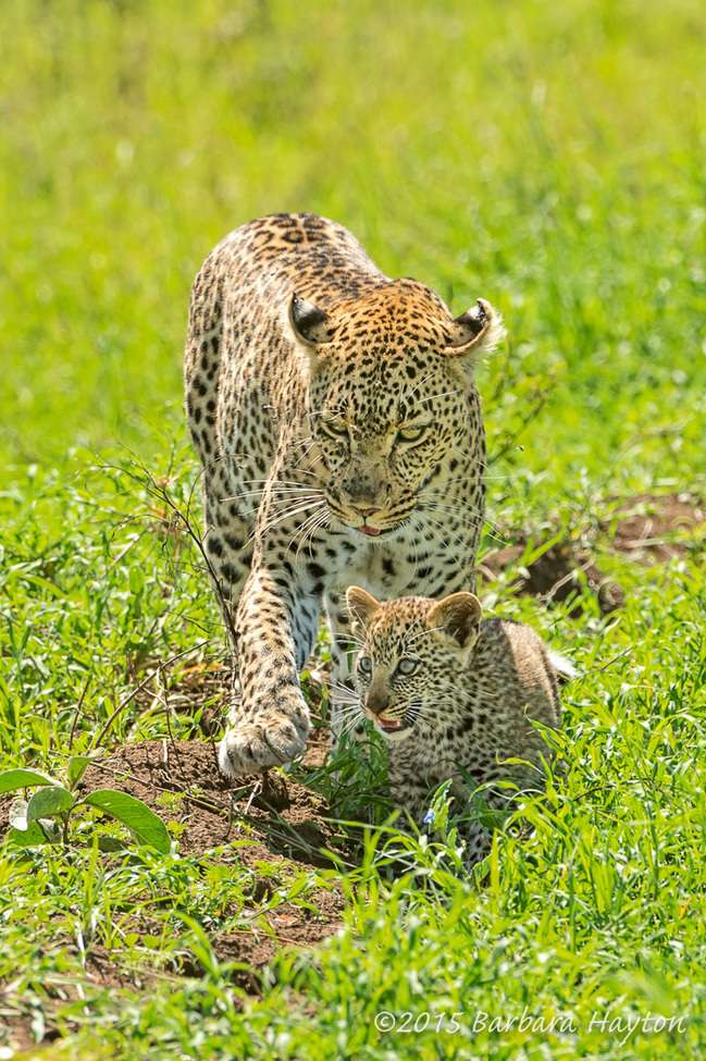 "Protective Leopard Mom" (c) Barbara Hayton