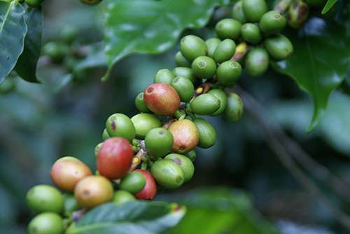 Coffee’s heritage goes back to ancient forests on the Ethiopian plateau. ©Javier Marmol, flickr
